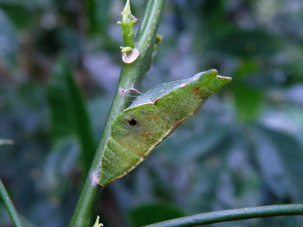 15-01三腳鱉VS (4)被寄生.JPG 15-01三腳鱉VS (4)被寄生.JPG