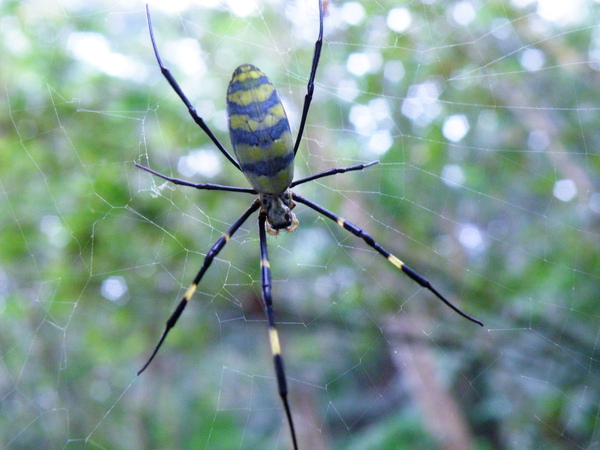 16-01橫帶人面蜘蛛雌.JPG 16-01橫帶人面蜘蛛雌.JPG