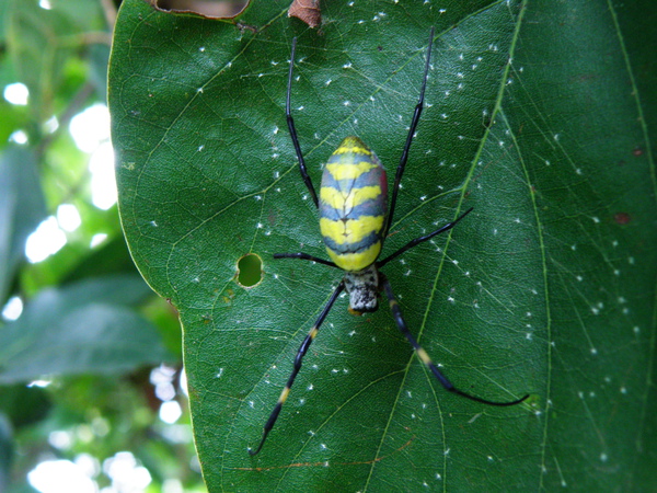 16-02橫帶人面蜘蛛雌.JPG 16-02橫帶人面蜘蛛雌.JPG