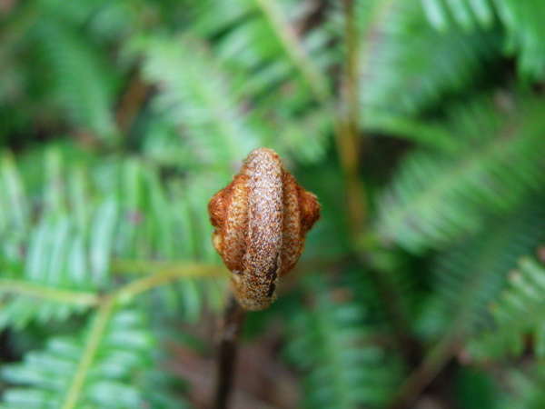 17-01芒萁的生長 (2).JPG 17-01芒萁的生長 (2).JPG