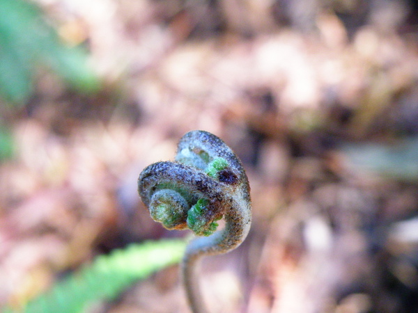 17-01芒萁的生長 (3).JPG 17-01芒萁的生長 (3).JPG