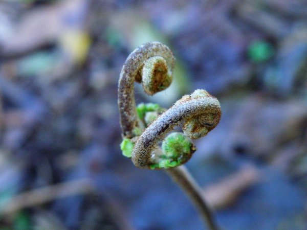17-01芒萁的生長 (4).JPG 17-01芒萁的生長 (4).JPG