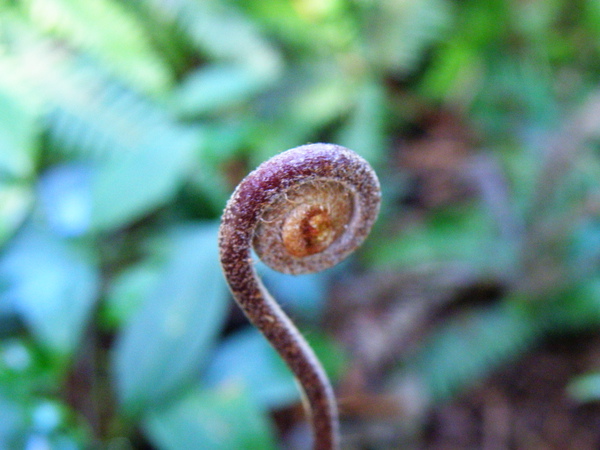 17-01芒萁的生長.JPG 17-01芒萁的生長.JPG