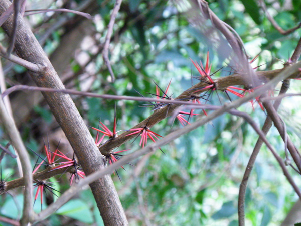 19-01仙人掌科木麒麟.JPG 19-01仙人掌科木麒麟.JPG