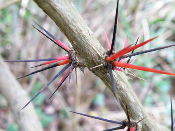 19-02仙人掌科木麒麟.JPG 19-02仙人掌科木麒麟.JPG