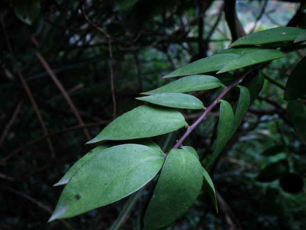 19-03仙人掌科木麒麟.JPG 19-03仙人掌科木麒麟.JPG