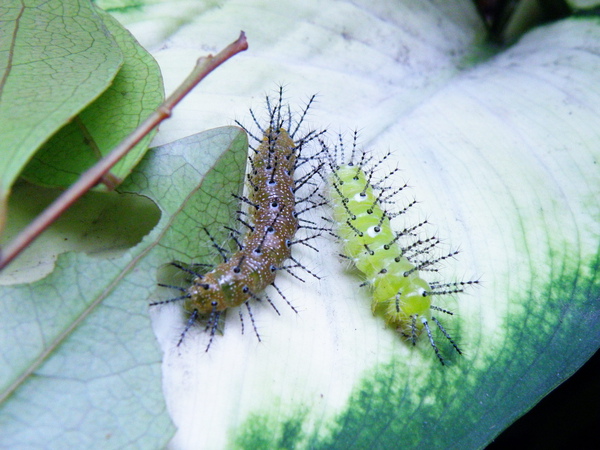 21-01終齡轉綠的台灣黃斑蛺蝶幼蟲.JPG 21-01終齡轉綠的台灣黃斑蛺蝶幼蟲.JPG