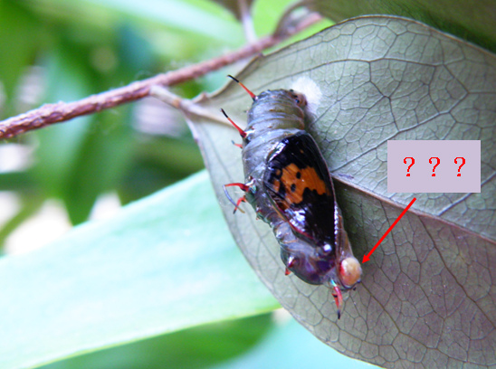 21-02台灣黃斑蛺蝶.bmp 21-02台灣黃斑蛺蝶.bmp