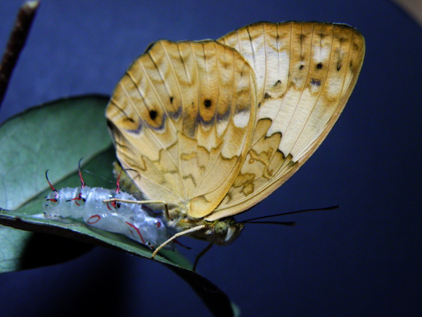 21-03台灣黃斑蛺蝶.JPG 21-03台灣黃斑蛺蝶.JPG