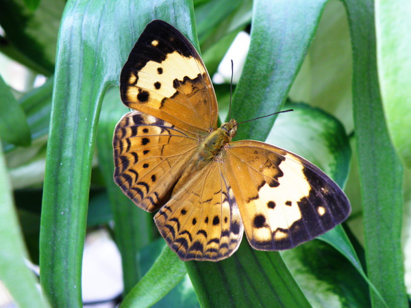 21-04台灣黃斑蛺蝶.JPG 21-04台灣黃斑蛺蝶.JPG