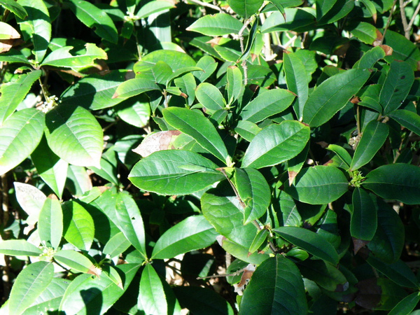 22-01褐背露蟴終齡若蟲翅芽停棲葉中脈隱身.JPG 22-01褐背露蟴終齡若蟲翅芽停棲葉中脈隱身.JPG