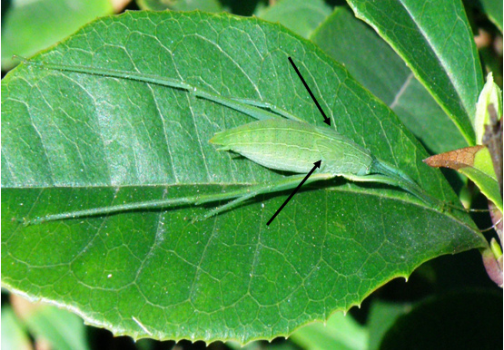 22-02褐背露蟴終齡若蟲翅芽停棲葉中脈隱身.bmp 22-02褐背露蟴終齡若蟲翅芽停棲葉中脈隱身.bmp