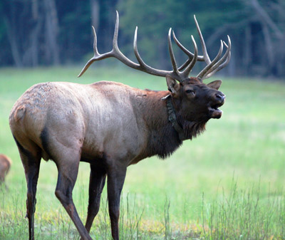 Elk-Sʯ@Ұ-Yellowstone-Wild-Life