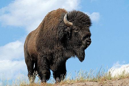 Bison-Sʯ@Ұ-Yellowstone-Wild-Life