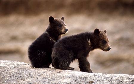 Grizzly-bears-Sʯ@Ұ-Yellowstone-Wild-Life