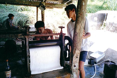 走進橡膠園 走進橡膠園