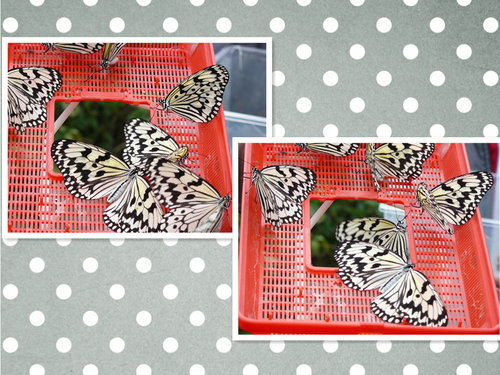 花蓮富源生態園區