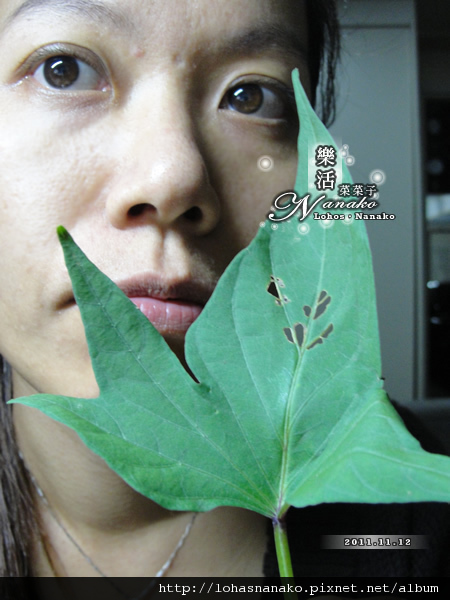 5angles_tomatoleaves_27.jpg 5angles_tomatoleaves_27.jpg