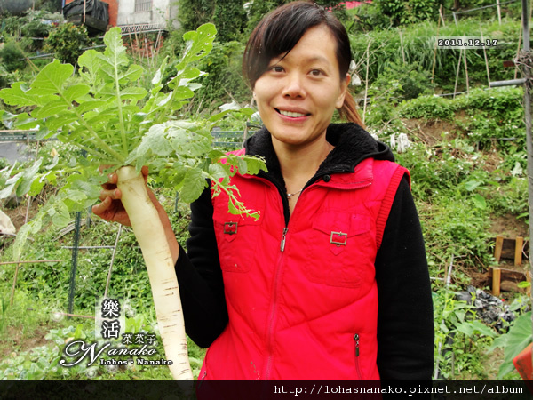 zhegiang_radish_51.jpg zhegiang_radish_51.jpg
