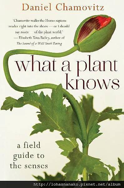 what-a-plant-knows-a-field-guide-to-the-senses what-a-plant-knows-a-field-guide-to-the-senses