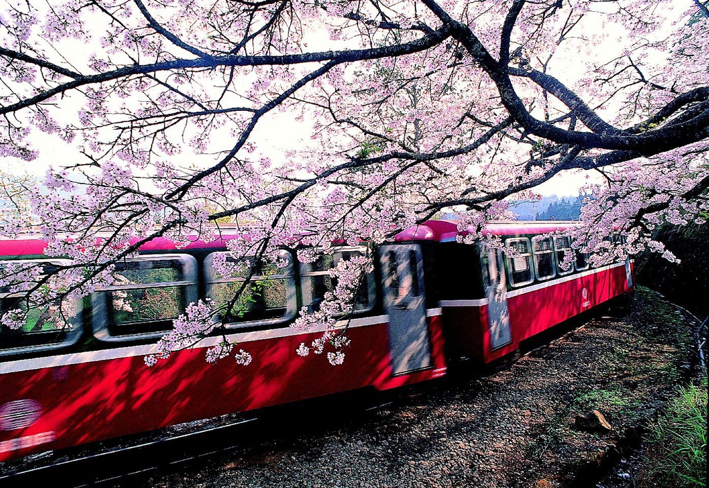 阿里山 阿里山