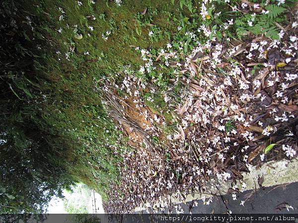 走約10分鐘後看到了一些落花 走約10分鐘後看到了一些落花