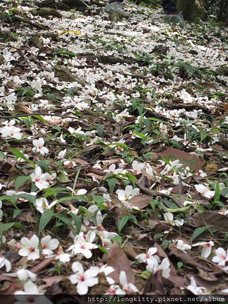 翠湖步道 翠湖步道