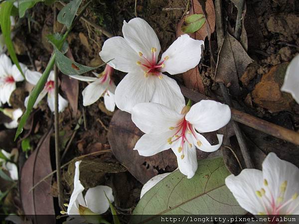 翠湖步道 翠湖步道
