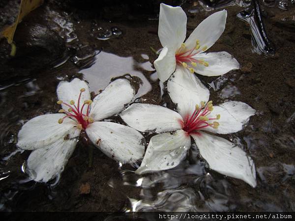 翠湖步道 翠湖步道