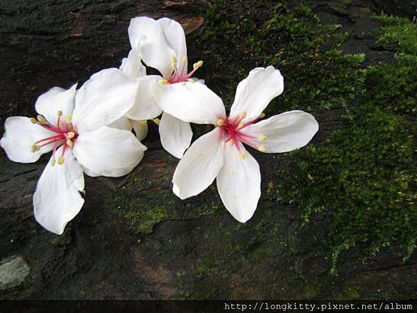 翠湖步道 翠湖步道