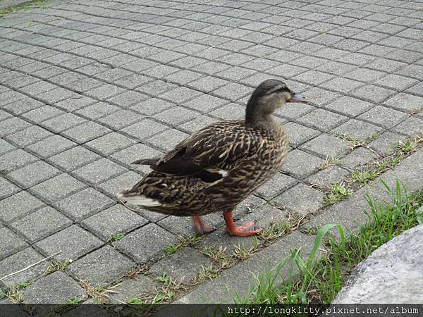 翠湖步道 翠湖步道