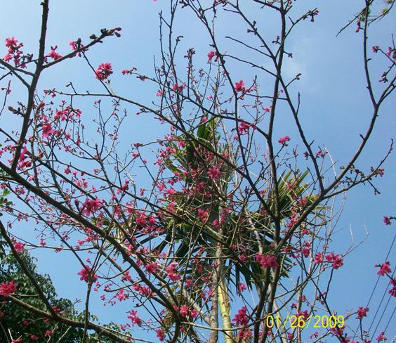 090126 011.jpg 090126 011.jpg