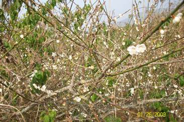 090126 023.jpg 090126 023.jpg