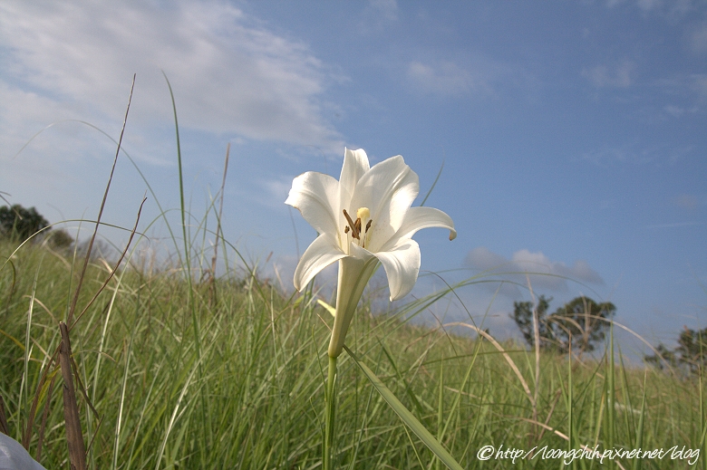 lily_098.jpg lily_098.jpg