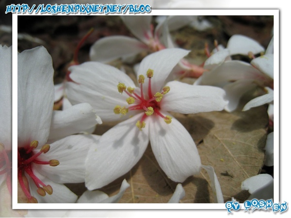 桐花近拍 桐花近拍