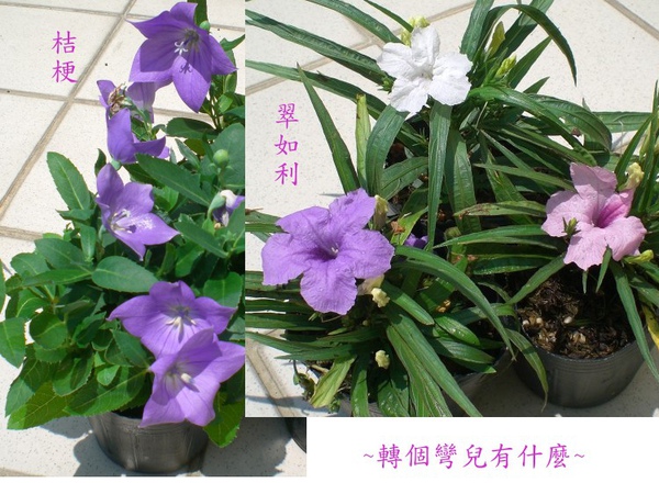 桔梗翠如利.jpg