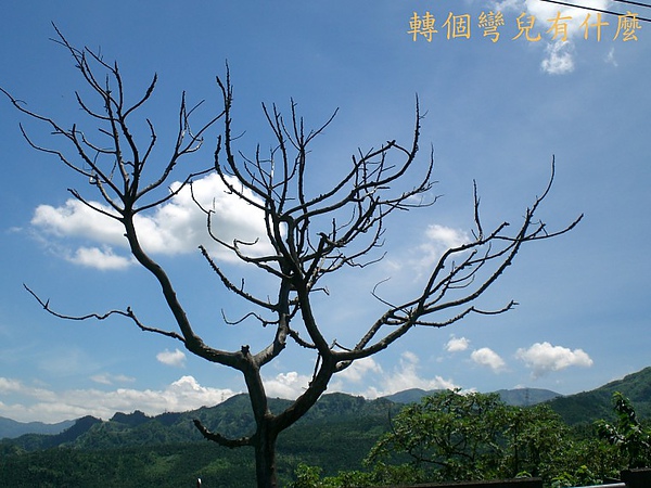 枯樹1.jpg