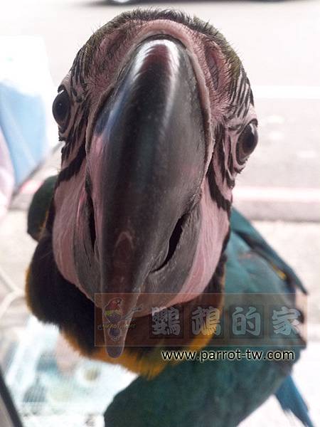 琉璃金剛鸚鵡~皮皮 琉璃金剛鸚鵡~皮皮