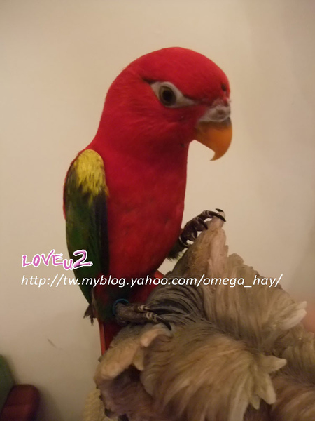 DSCF8989-1.jpg DSCF8989-1.jpg