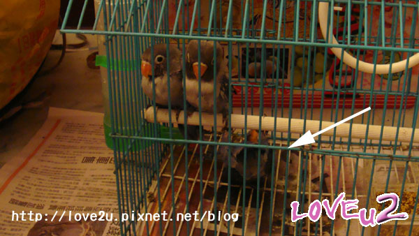 那天,我翻倒了愛情鳥!