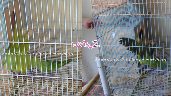 綠月輪.第一排.月輪媽媽