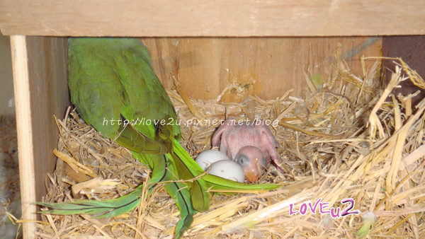 綠月輪.第一排.月輪爸爸和baby-2 綠月輪.第一排.月輪爸爸和baby-2