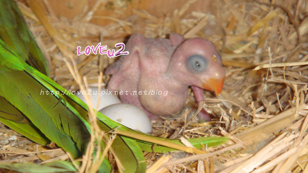 綠月輪.第一排.月輪baby開眼 綠月輪.第一排.月輪baby開眼