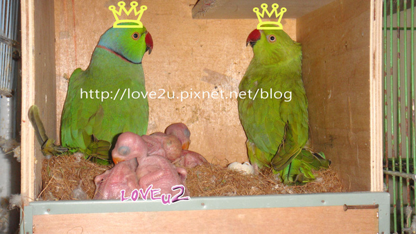 本月冠軍月輪夫妻&5隻幼鳥 本月冠軍月輪夫妻&5隻幼鳥