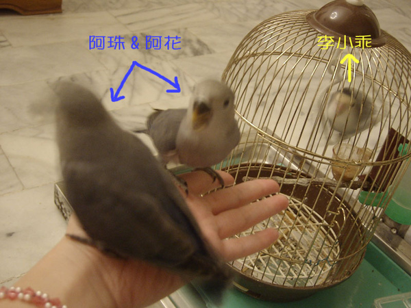 李小乖v.s阿珠阿花 李小乖v.s阿珠阿花