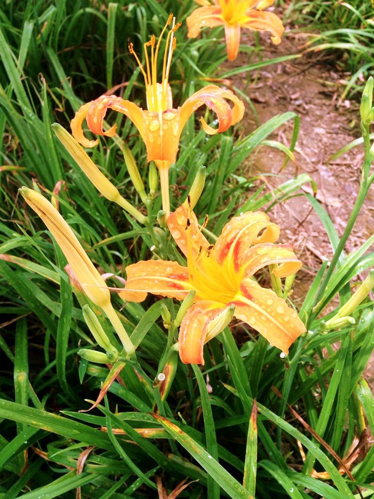 S__19914757.jpg S__19914757.jpg