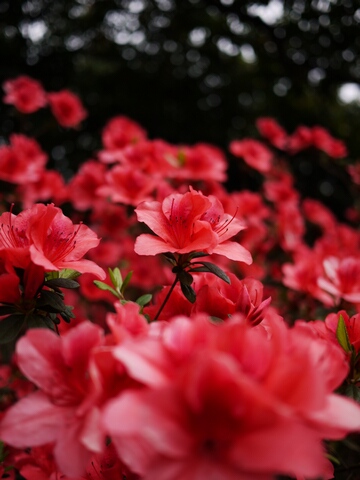 漫步。台大杜鵑花季