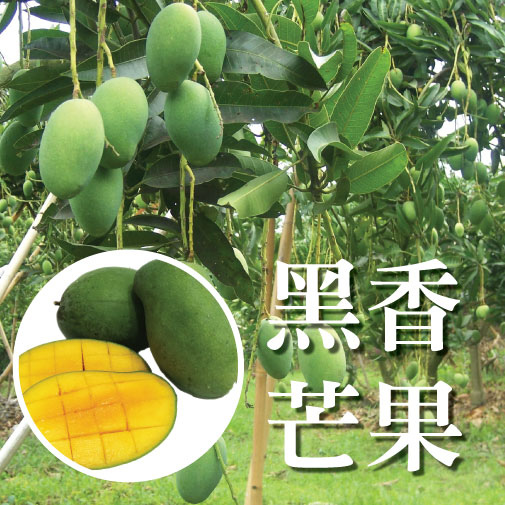黑香芒果