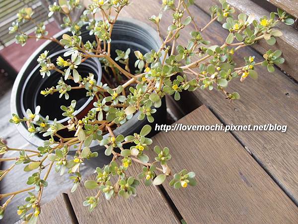 unknow_grass unknow_grass