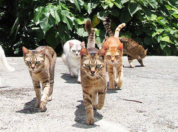 賽德克出草.jpg 賽德克出草.jpg